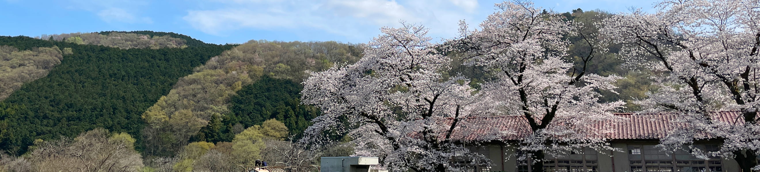 霜里学校の校舎の桜